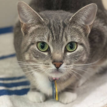 Rescue Domestic Short Hair Cats for Adoption in Port Washington, New York - Kyara | PetCurious