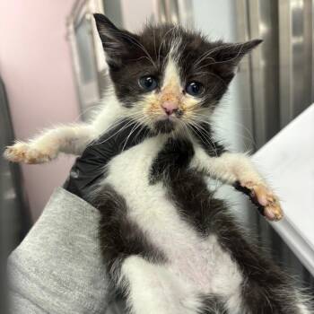 Tansy -  Domestic Short Hair Cat for Adoption in Binghamton, New York - Tansy | PetCurious