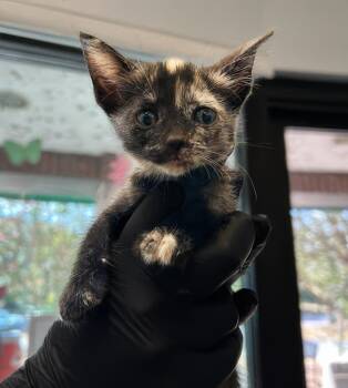 Pinky -  Domestic Short Hair Cat for Adoption in Nashville, Tennessee - Pinky | PetCurious