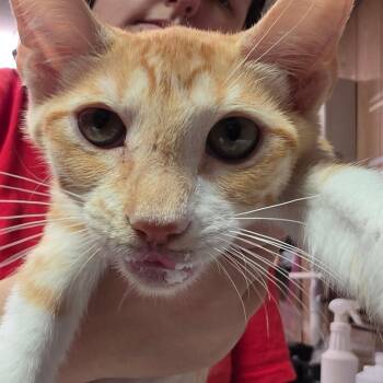 Jenne -  Domestic Short Hair Cat for Adoption in Leander, Texas - Jenne | PetCurious