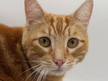 Rusty -  Domestic Short Hair Cat for Adoption in Portland, Oregon - Rusty | PetCurious