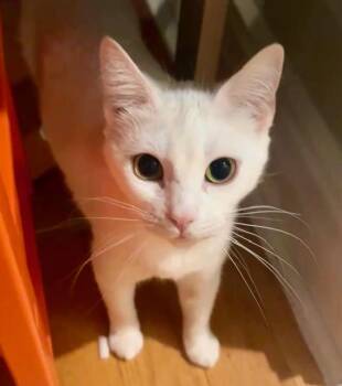 Domestic Short Hair Cats Available for Adoption in New York, New York - Minette | PetCurious
