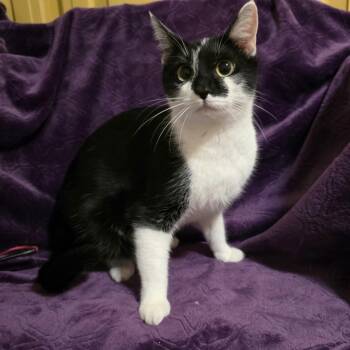 Queen Mississippi -  Domestic Short Hair Cat for Adoption in Bentonville, Arkansas - Queen Mississippi | PetCurious