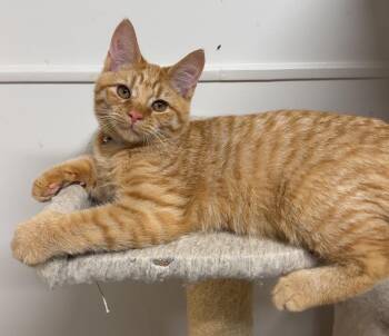 Farkle -  Domestic Short Hair Cat for Adoption in Kearneysville, West Virginia - Farkle | PetCurious