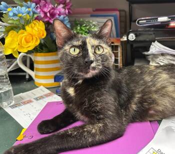 6/2/26 Momma Raindrop -  Domestic Short Hair Cat for Adoption in Stillwater, Oklahoma - 6/2/26 Momma Raindrop | PetCurious