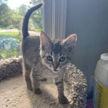 Keeper of Blackmere -  Domestic Short Hair Cat for Adoption in Fredericksburg, Virginia - Keeper Of Blackmere | PetCurious