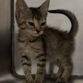 Rumi -  Domestic Short Hair Cat for Adoption in Valley, Alabama - Rumi | PetCurious