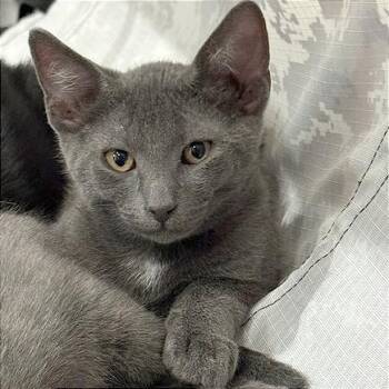A1047637 Bluey -  Domestic Short Hair Cat for Adoption in Pleasant Hill, California - A1047637 Bluey | PetCurious