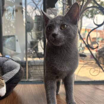 Jessie -  Domestic Short Hair Cat for Adoption in Stokesdale, North Carolina - Jessie | PetCurious