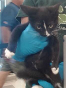 A476784 -  Domestic Short Hair Cat for Adoption in Oklahoma City, Oklahoma - A476784 | PetCurious