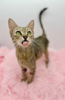 Florence Road -  Domestic Short Hair Cat for Adoption in Covington, Louisiana - Florence Road | PetCurious