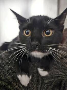 Zeni -  Domestic Short Hair Cat for Adoption in Mobile, Alabama - Zeni | PetCurious