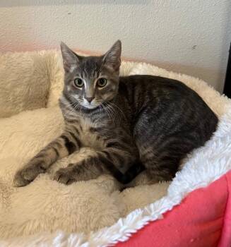 Elvis -  Tabby Cat for Adoption in Newberg, Oregon - Elvis | PetCurious