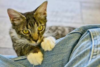 Jagger -  Domestic Short Hair Cat for Adoption in Green Valley, Arizona - Jagger | PetCurious