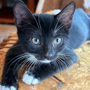 Arthur -  Domestic Short Hair Cat for Adoption in Chattanooga, Tennessee - Arthur | PetCurious