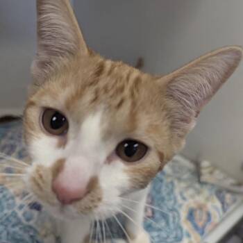 Domestic Short Hair Cats Available for Adoption - Biscuit | PetCurious