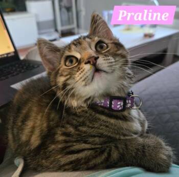 Domestic Short Hair Cats Available for Adoption in Montreal, Quebec - Praline (needs A Cat Friend) | PetCurious
