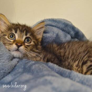 Habanero -  Domestic Long Hair Cat for Adoption in Cheyenne, Wyoming - Habanero | PetCurious
