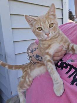 Rescue Domestic Short Hair Cats for Adoption in Burlington, Wisconsin - Hydro | PetCurious