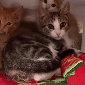 Brookie is at Petsmart GJ -  Domestic Medium Hair Cat for Adoption in Cedaredge, Colorado - Brookie Is At Petsmart GJ | PetCurious