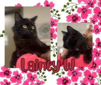 Rescue Domestic Medium Hair Cats for Adoption in Hopkinsville, Kentucky - Lainey W | PetCurious