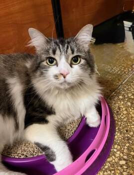 Julia -  Domestic Medium Hair Cat for Adoption in Waldorf, Maryland - Julia | PetCurious
