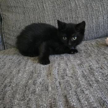 Luscious -  Domestic Short Hair Cat for Adoption in Mastic, New York - Luscious | PetCurious