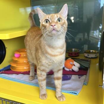 Punkin -  Domestic Short Hair Cat for Adoption in Abilene, Texas - Punkin | PetCurious