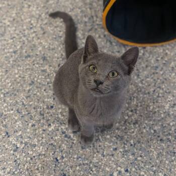 Ivy -  Domestic Short Hair Cat for Adoption in Prairie Du Chien, Wisconsin - Ivy | PetCurious