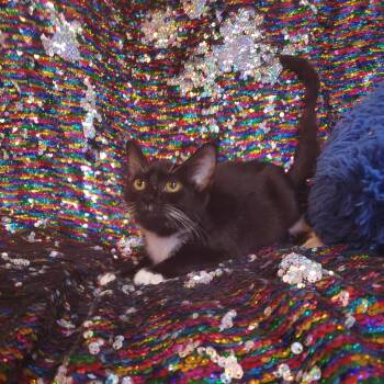 Licorice -  Domestic Short Hair Cat for Adoption in Jefferson City, Tennessee - Licorice | PetCurious