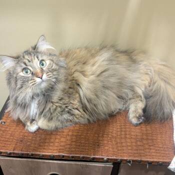 Domestic Long Hair Cats Available for Adoption in Brownsboro, Alabama - Cheryl | PetCurious