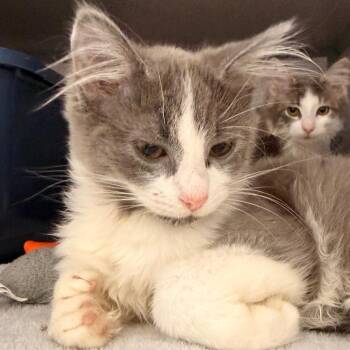 Domestic Medium Hair Cats Available for Adoption in Evansville, Indiana - Daphne | PetCurious