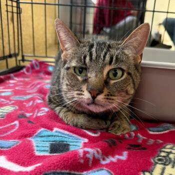 Bilbo -  Domestic Short Hair Cat for Adoption in Riverwoods, Illinois - Bilbo | PetCurious