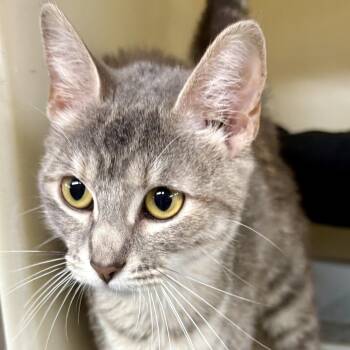 Greta -  Domestic Short Hair Cat for Adoption in Charles City, Iowa - Greta | PetCurious