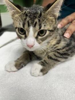 Natalie Nunn -  Domestic Short Hair Cat for Adoption in Kansas City, Missouri - Natalie Nunn | PetCurious