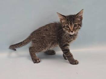 Mop -  Domestic Short Hair Cat for Adoption in Minneapolis, Minnesota - Mop | PetCurious