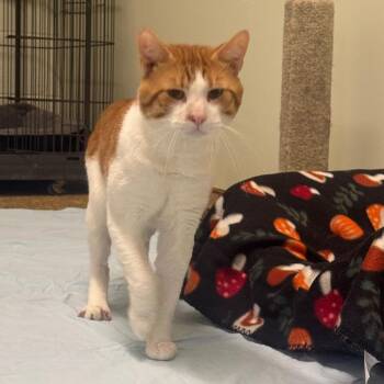 Randal -  Domestic Short Hair Cat for Adoption - Randal | PetCurious