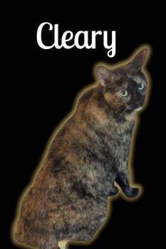 Cleary -  Domestic Short Hair Cat Available for Adoption in Auburn, California - Cleary | PetCurious