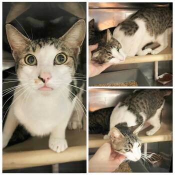 Pip -  Domestic Short Hair Cat for Adoption in New York, New York - Pip | PetCurious