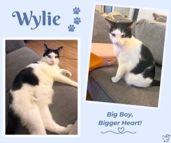 Wylie -  Domestic Short Hair Cat for Adoption in Trophy Club, Texas - Wylie | PetCurious