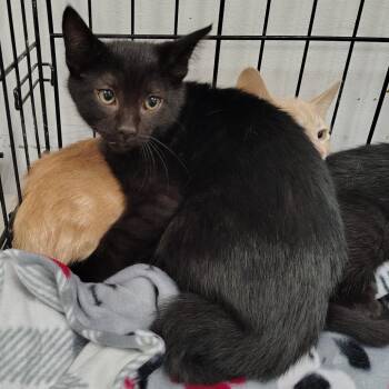 Dirt (black collar) -  Domestic Short Hair Cat for Adoption in Coos Bay, Oregon - Dirt (black Collar) | PetCurious