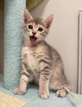 Bridget -  Domestic Short Hair Cat for Adoption in Nashville, Tennessee - Bridget | PetCurious
