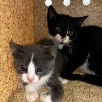 Lyra -  Domestic Short Hair Cat for Adoption in Philadelphia, Pennsylvania - Lyra | PetCurious