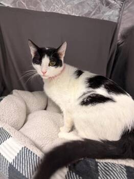 PATSY -  Domestic Short Hair Cat for Adoption in Grovetown, Georgia - PATSY | PetCurious