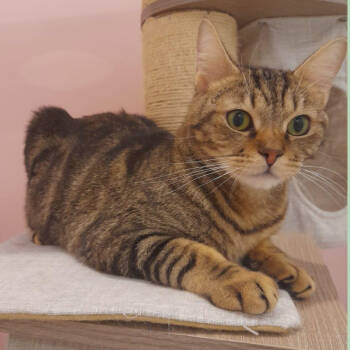 Rescue Domestic Short Hair Cats for Adoption in Merrifield, Virginia - Billy Kuwait | PetCurious