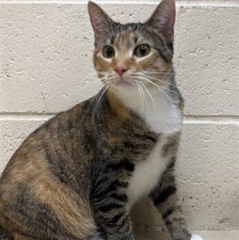FEYRE -  Domestic Short Hair Cat for Adoption in Aliquippa, Pennsylvania - FEYRE | PetCurious