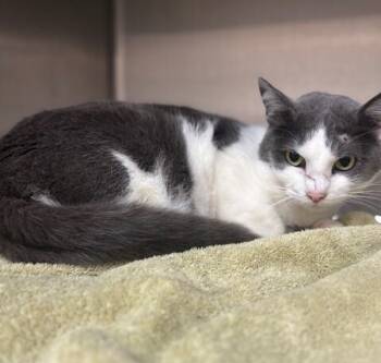 Rescue Domestic Short Hair Cats for Adoption in San Luis Obispo, California - Marshmallow | PetCurious