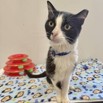 Sugar Paw -  Domestic Short Hair Cat for Adoption in Houston, Texas - Sugar Paw | PetCurious