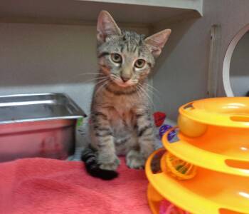 ZIPLOC -  Extra Toes Cat Hemingway Polydactyl Cat for Adoption in Delhi, New York - ZIPLOC | PetCurious