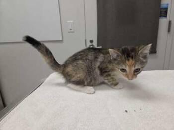 Triscuit -  Domestic Short Hair Cat for Adoption in Kansas City, Missouri - Triscuit | PetCurious